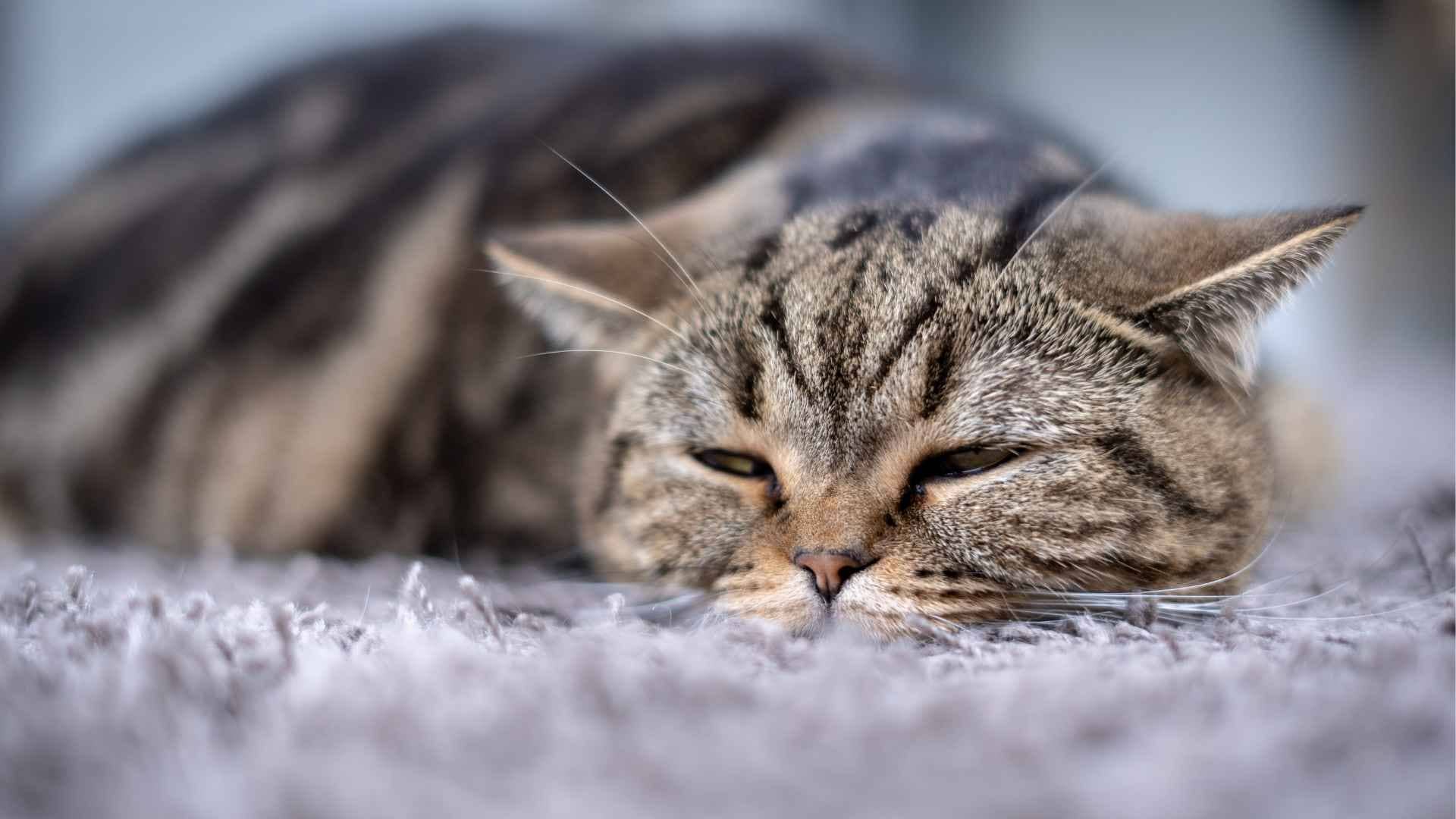 Alarma con sangre en la orina de los gatos
